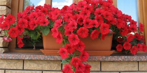 Kako uzgajati sadnice petunije kod kuće